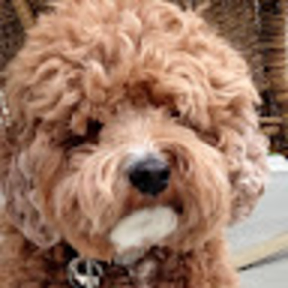 Meet your Posher, Luca - Picture 1 of 1